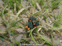 Mating nudibranchs - Nembrotha kubaryana by Hansruedi Wuersten 